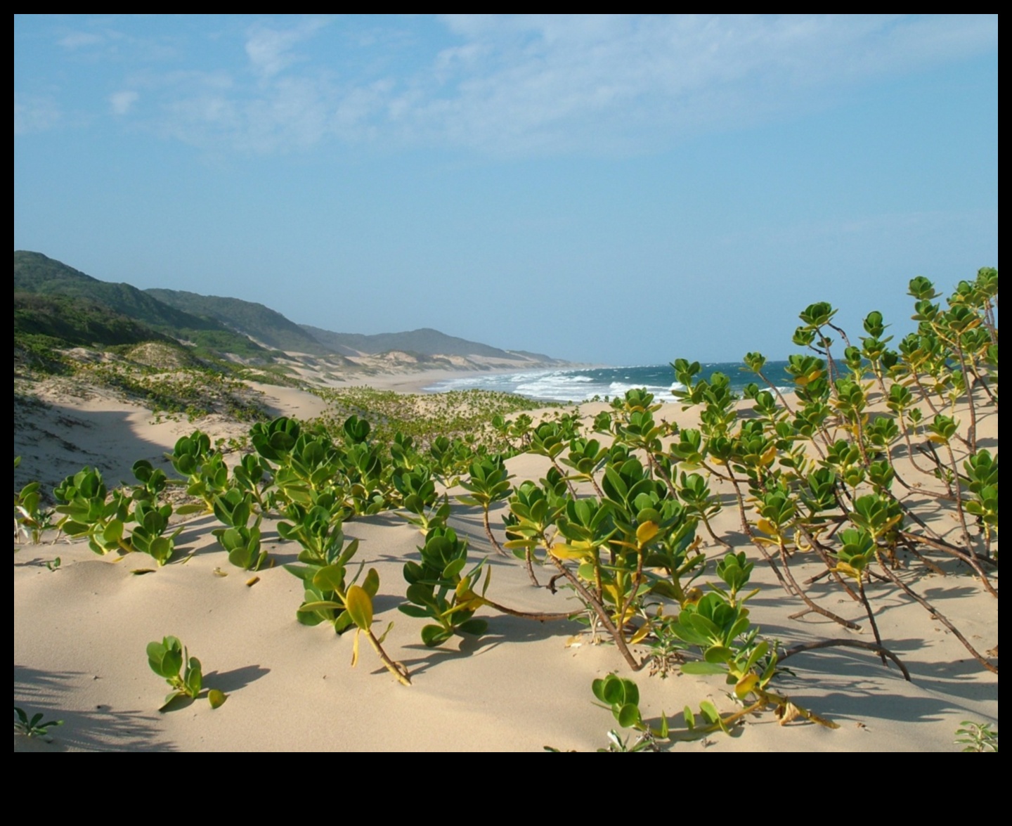 De ce sunt estuarele râurilor componente importante ale peisajelor acvatice?