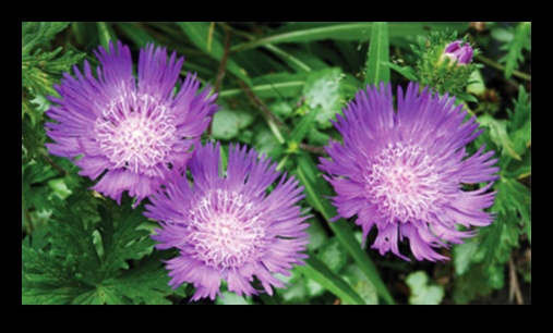 Splendoarea sezonieră: sfaturi personalizate pentru îngrijirea grădinii