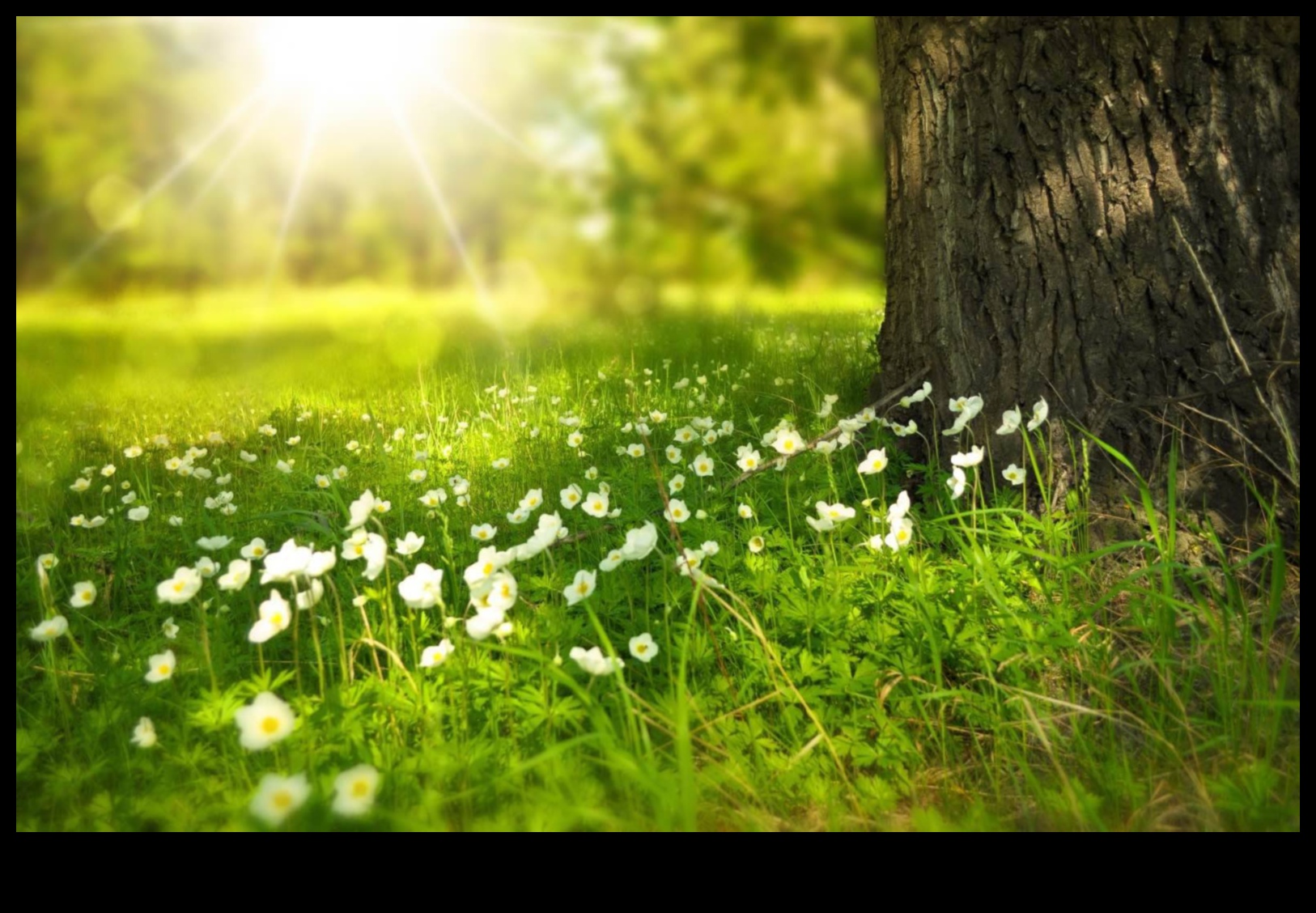 În poala Pământului: O sărbătoare a peisajelor luxuriante și liniștite