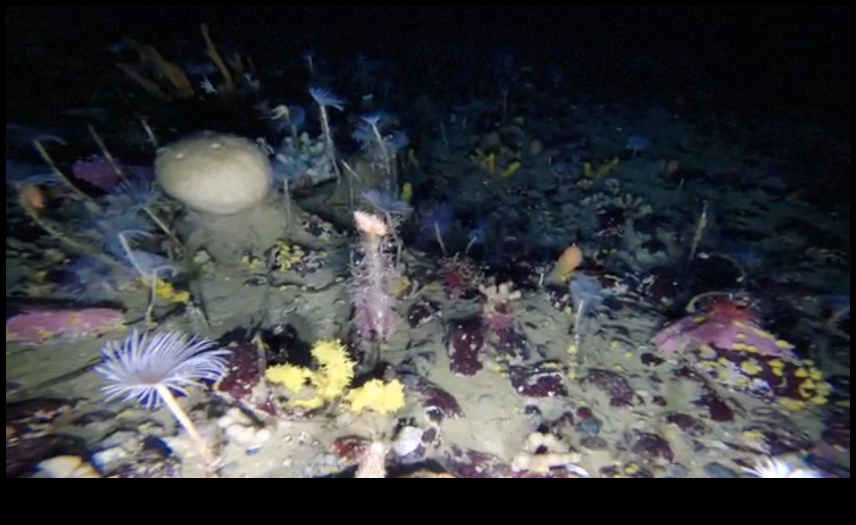 Cum contribuie diferitele corpuri de apă la biodiversitatea acvatică a peisajelor?