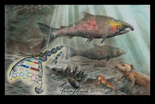 Cum contribuie diferitele corpuri de apă la biodiversitatea acvatică a peisajelor?