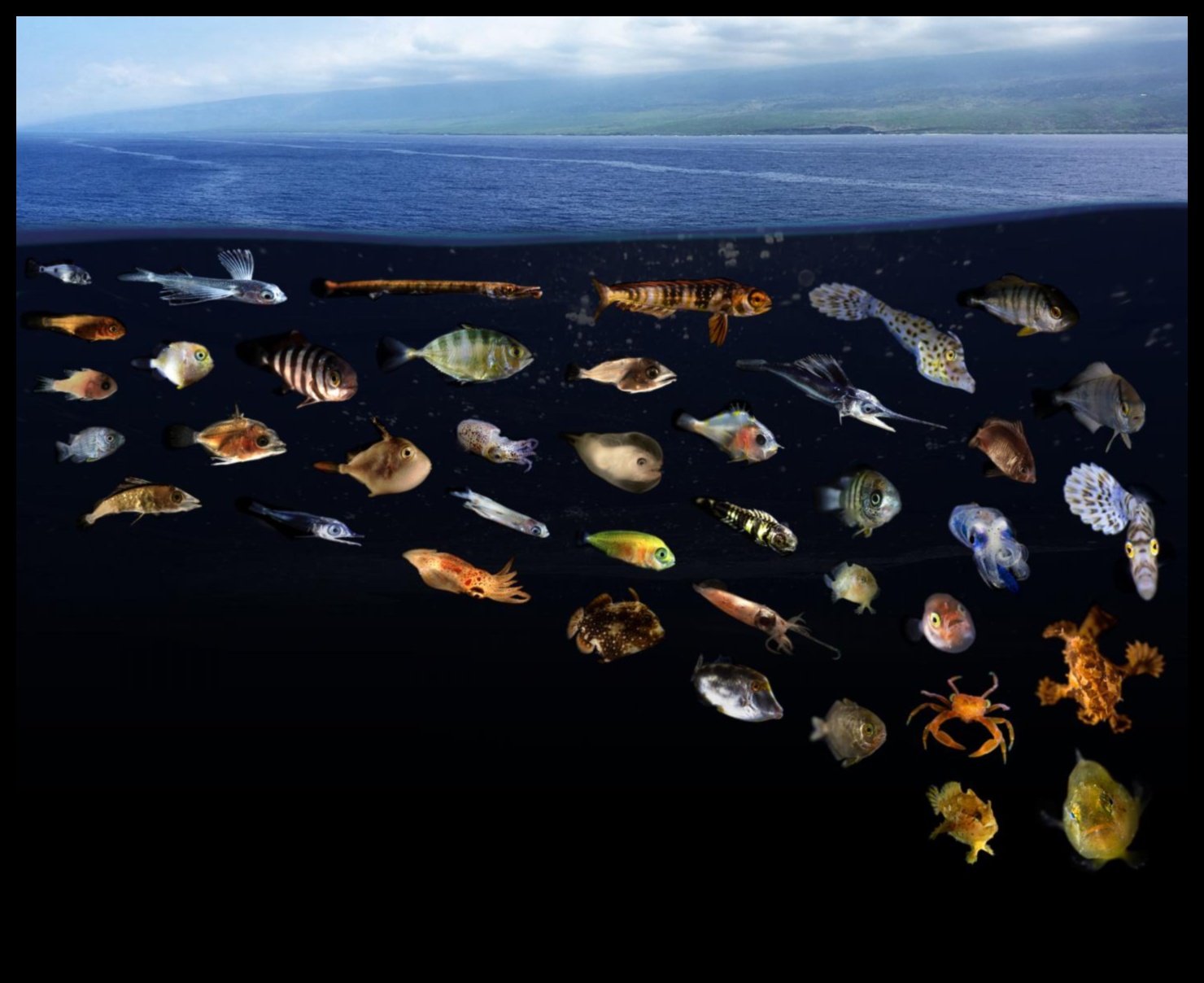 Cum contribuie diferitele corpuri de apă la biodiversitatea acvatică a peisajelor?