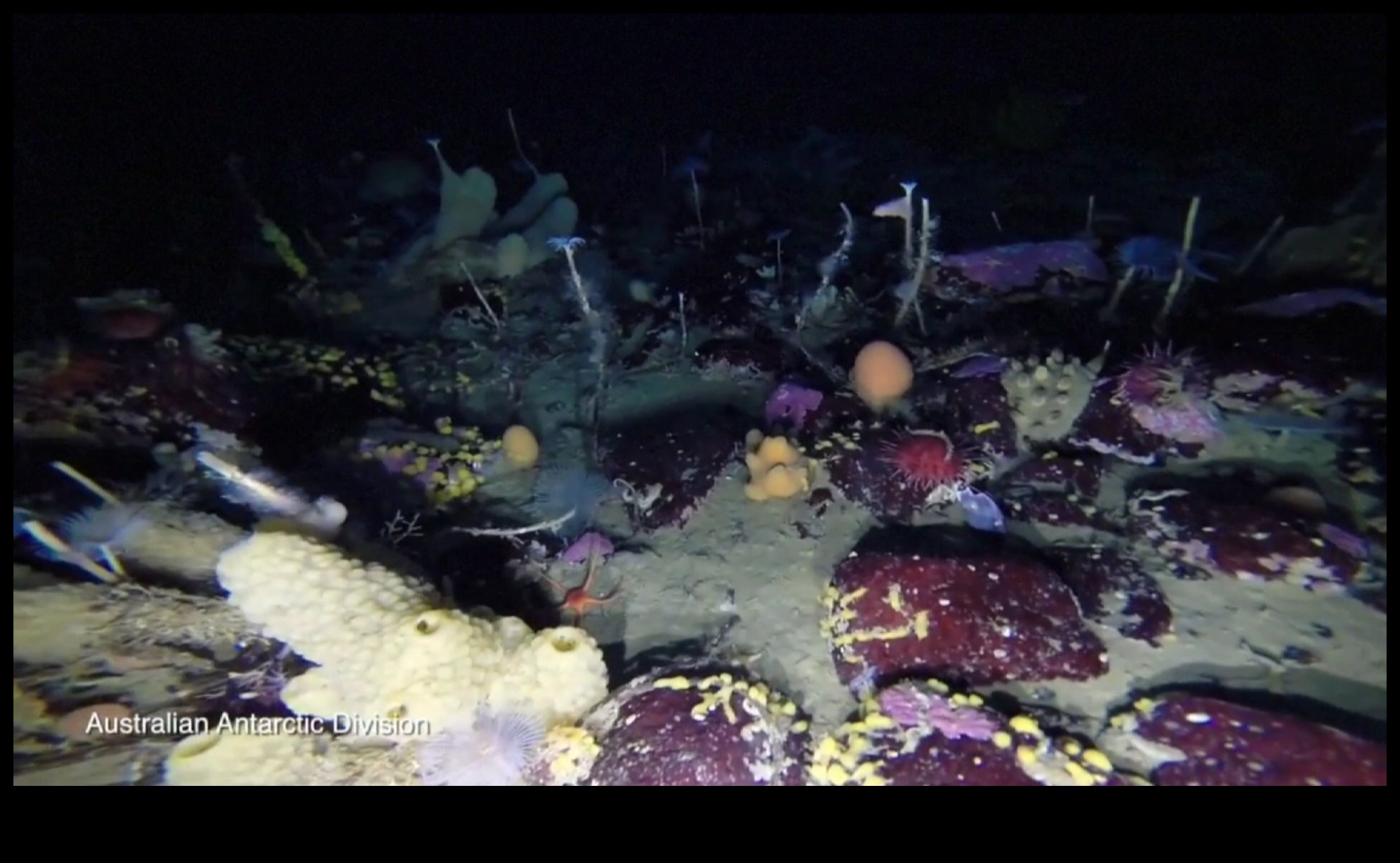 Cum contribuie diferitele corpuri de apă la biodiversitatea acvatică a peisajelor?