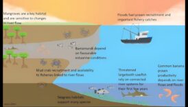 De ce sunt estuarele râurilor componente importante ale peisajelor acvatice?