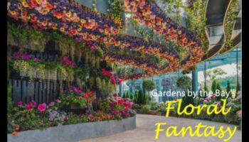 Fantezie florală: sfaturi pentru o grădină plină de frumusețe