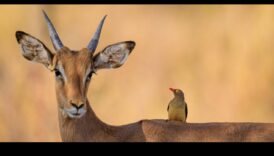 Fauna sălbatică urbană: natura prosperă în peisaje urbane