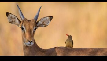 Fauna sălbatică urbană: natura prosperă în peisaje urbane