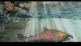 Lumea ascunsă a biodiversităţii acvatice 2 Cum contribuie diferitele corpuri de apă la biodiversitatea acvatică a peisajelor?