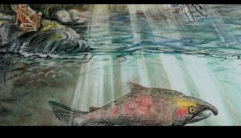 Cum contribuie diferitele corpuri de apă la biodiversitatea acvatică a peisajelor?