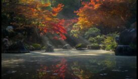 Paleta naturii: culorile grădinii japoneze în armonie