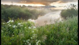 Zonele umede Filtrele naturii 3 De ce sunt importante peisajele zonelor umede pentru filtrarea și purificarea apei?