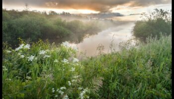 De ce sunt importante peisajele zonelor umede pentru filtrarea și purificarea apei?